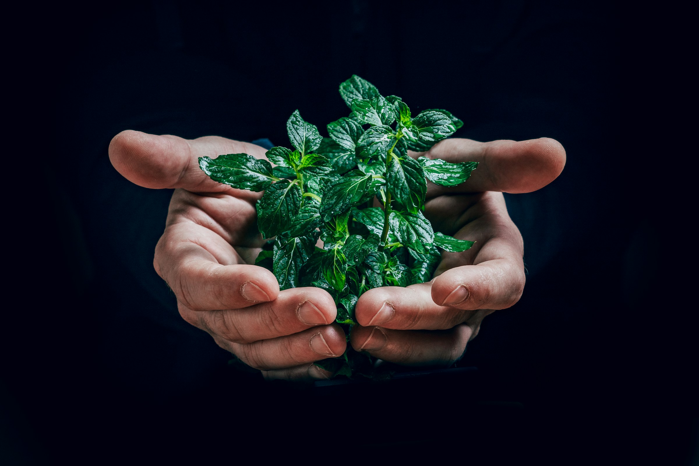 planta i hand